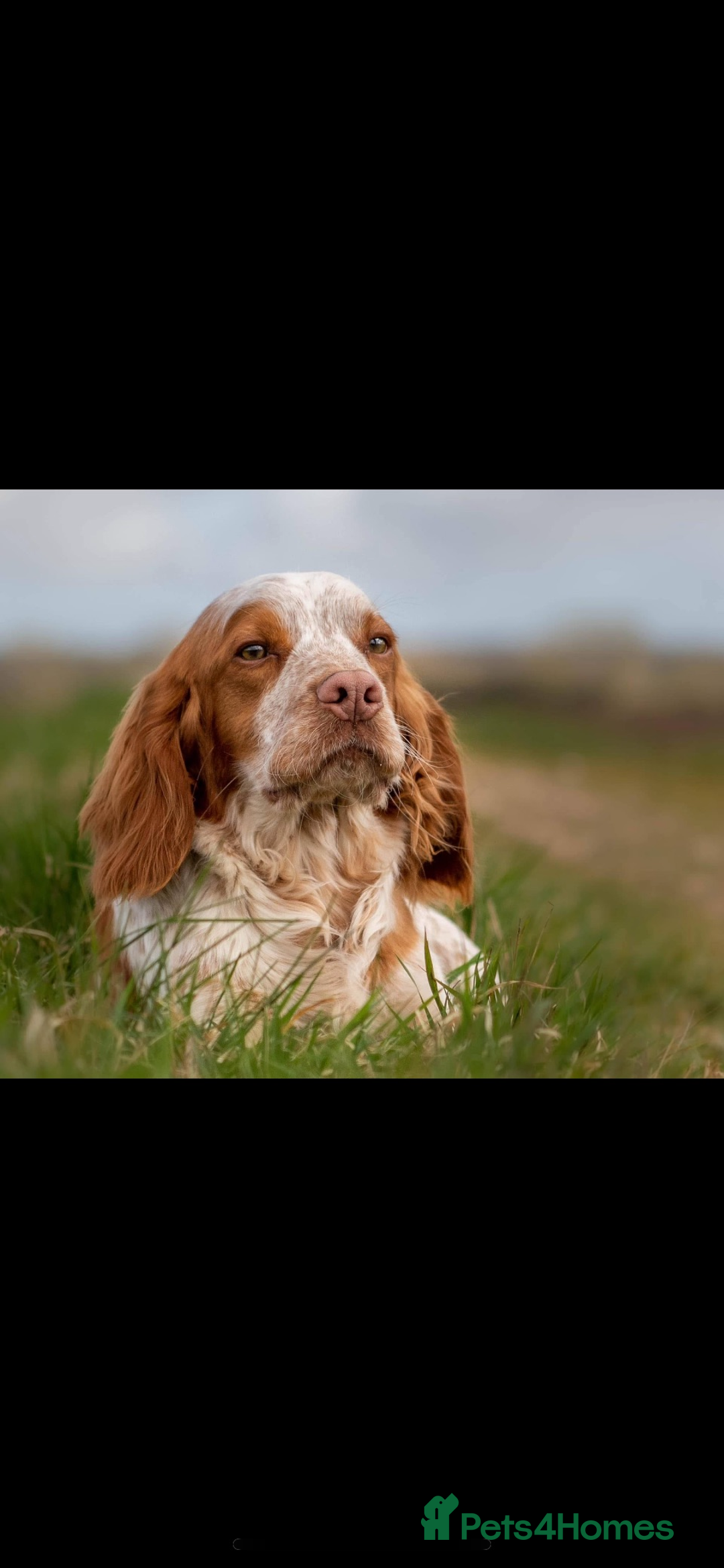 Cocker Spaniel dogs for sale: Cocker Spaniel Puppies ready 22nd October  - Image 17