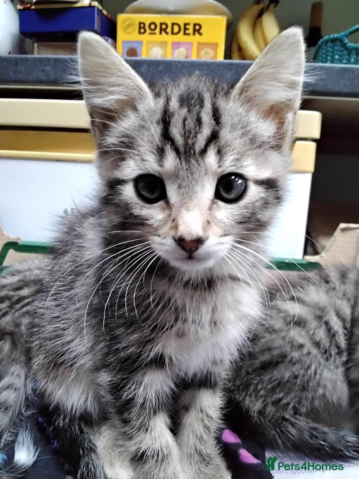 Mixed Breed cats Beautiful playful kittens  - Advert 2