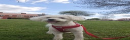 Bichon Frise dogs for stud: Bichon Frise NOT FOR SALE STUD ONLY in Rotherham - Advert 3