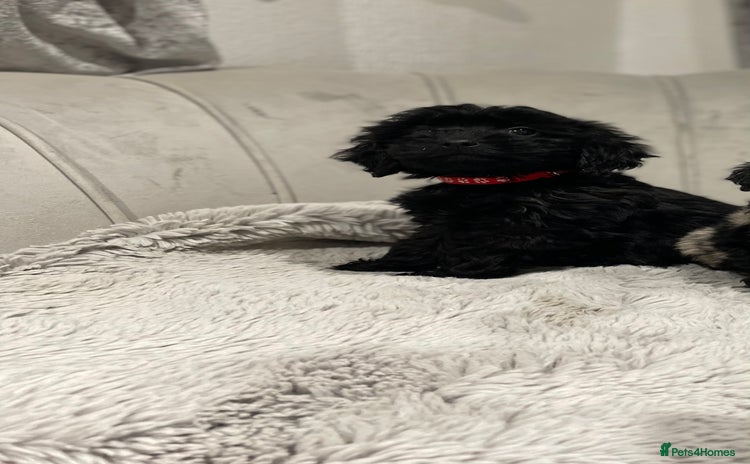 Cockapoo dogs black puppys only black available ready now - Advert 1