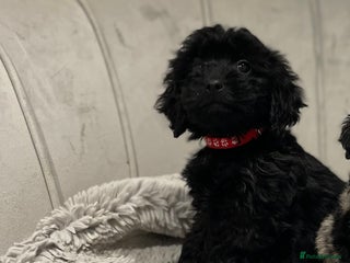 Cockapoo dogs black puppys only black available ready now - Advert 5