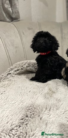 Cockapoo dogs black puppys only black available ready now - Advert 1