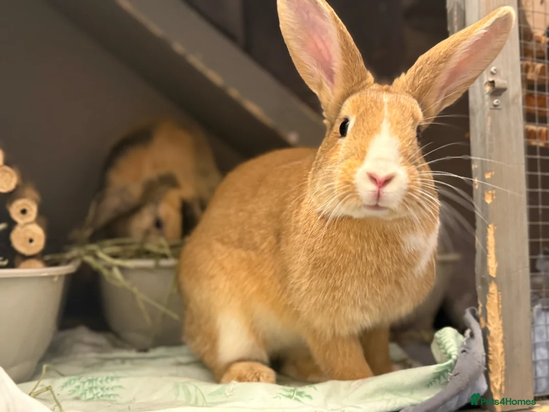 Mixed Breed rabbits for sale: 2 beautiful Rabbits bonded  in South Croydon - Advert 1