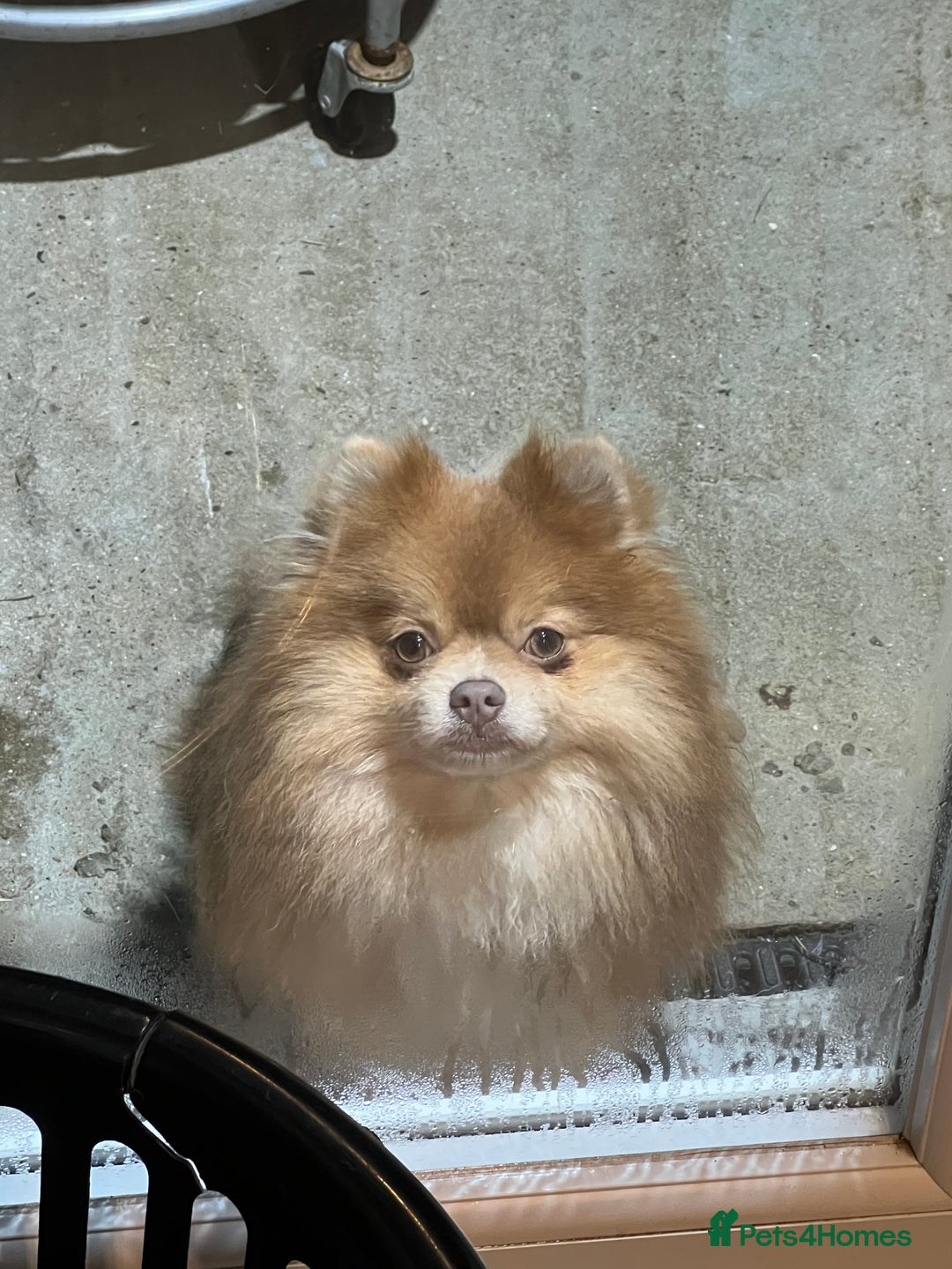 Pomeranian dogs for sale: Teddybear cuddly Retired spayed 1-2 years old  - Image 18