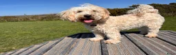 Cavachon dogs for sale: Lovely Female Cavachon - Advert 3