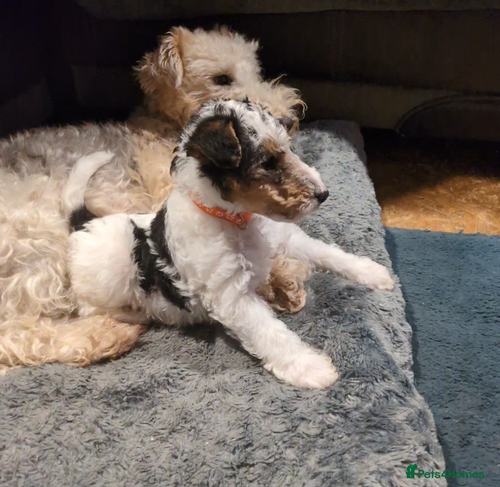 Fox Terrier dogs Beautiful KC litter of 3 boy 2 pups reserved  - Advert 4