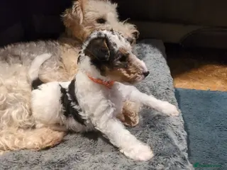 Fox Terrier dogs Beautiful KC litter of 3 boy 2 pups reserved - Advert 4