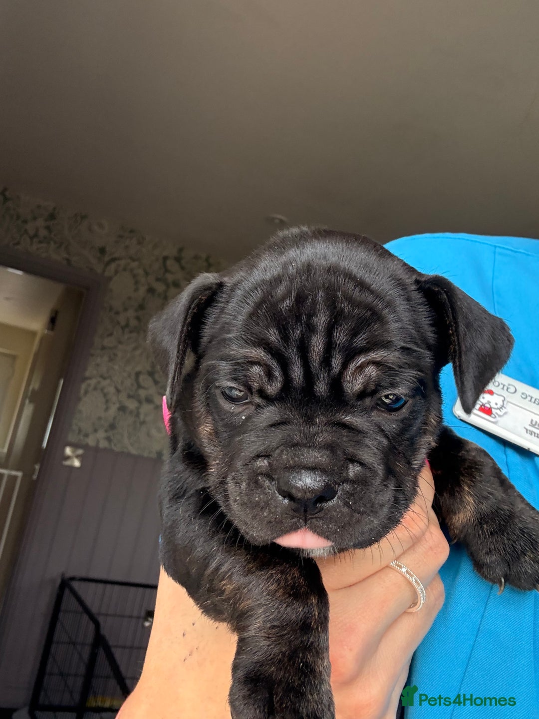 Mixed Breed dogs for sale: Fraffie puppies - Image 1