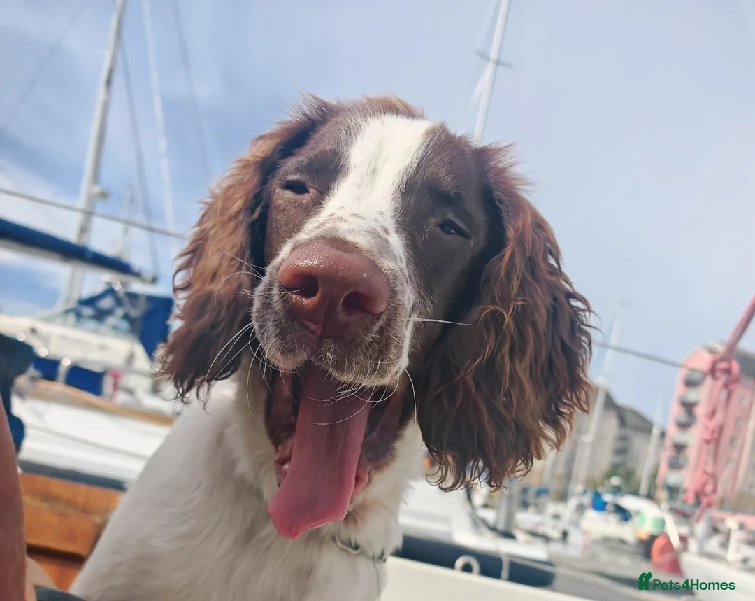 English Springer Spaniel dogs for sale: Rehoming much loved pup in Skegness - Advert 1