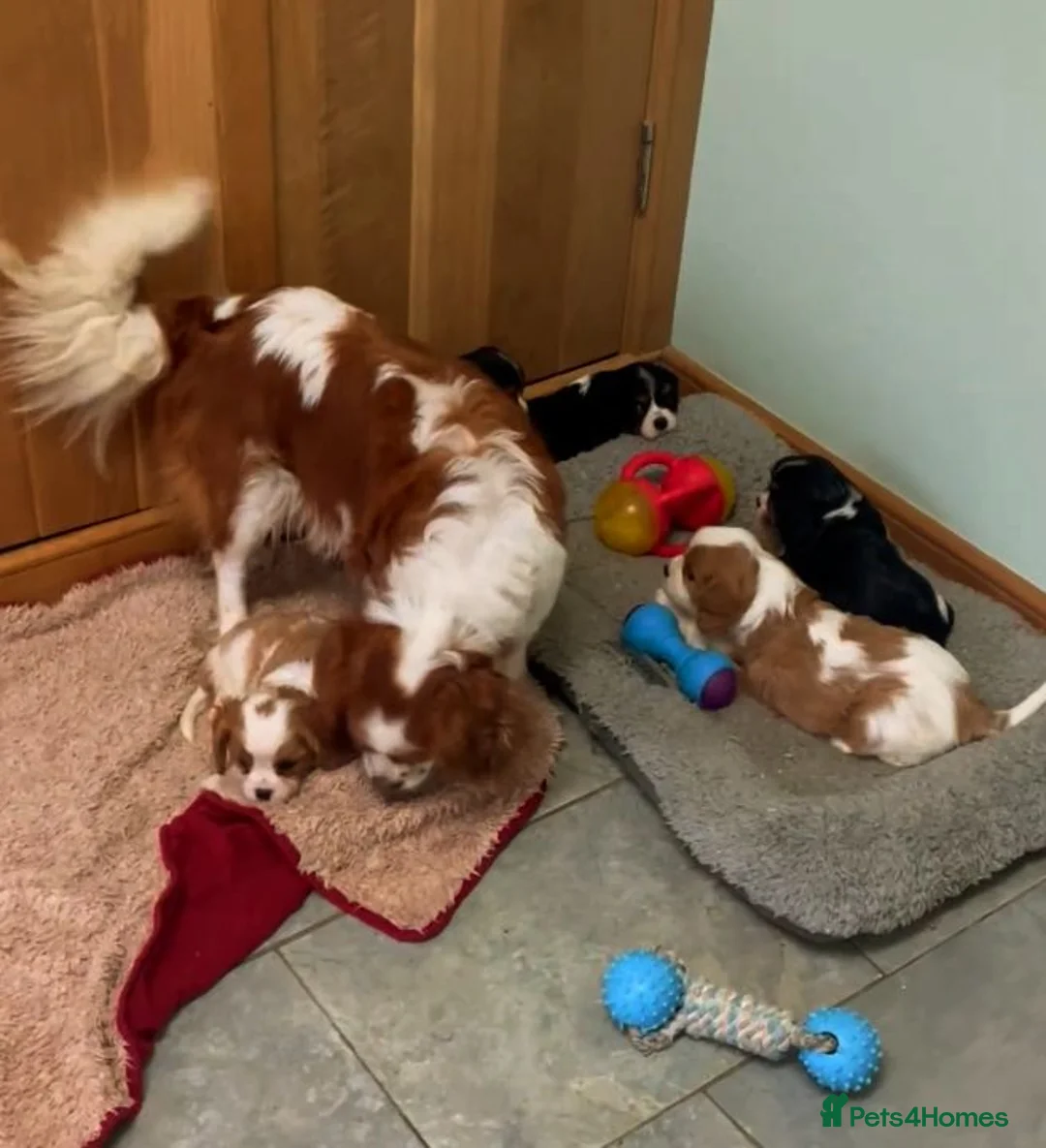 Cavalier King Charles Spaniel dogs for sale: Available Cavalier king Charles Spaniel  in Bristol - Advert 2