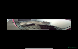 British Shorthair cats for sale: British blue short hair/crossed  - Image 12