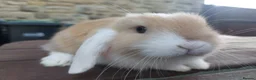 Mini Lop rabbits for sale: ☆ Two Baby Doe Mini Lops ☆ - Advert 5