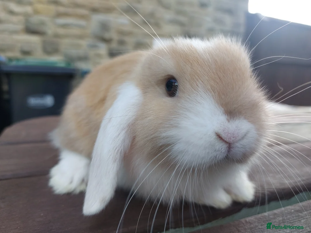 Mini Lop rabbits for sale: ☆ Two Baby Doe Mini Lops ☆ - Advert 5