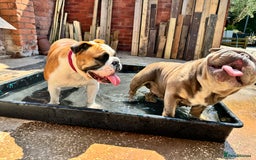 English Bulldog dogs for sale: Show quality English bulldog girl 2 years for sale - Image 8