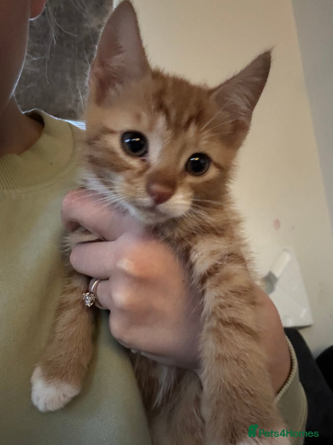 Mixed Breed cats for sale: Ginger kitten for sale  - Advert 2