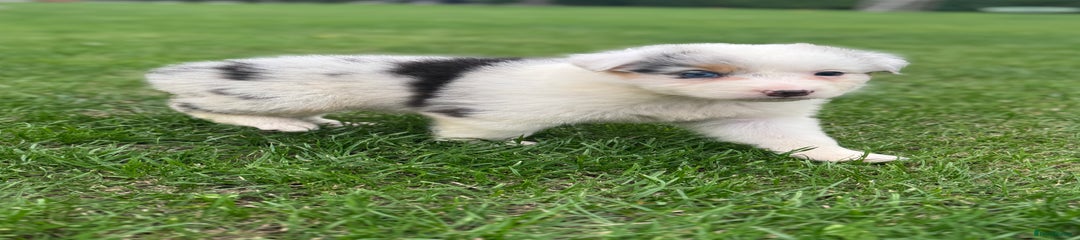 Australian Shepherd Puppy 2