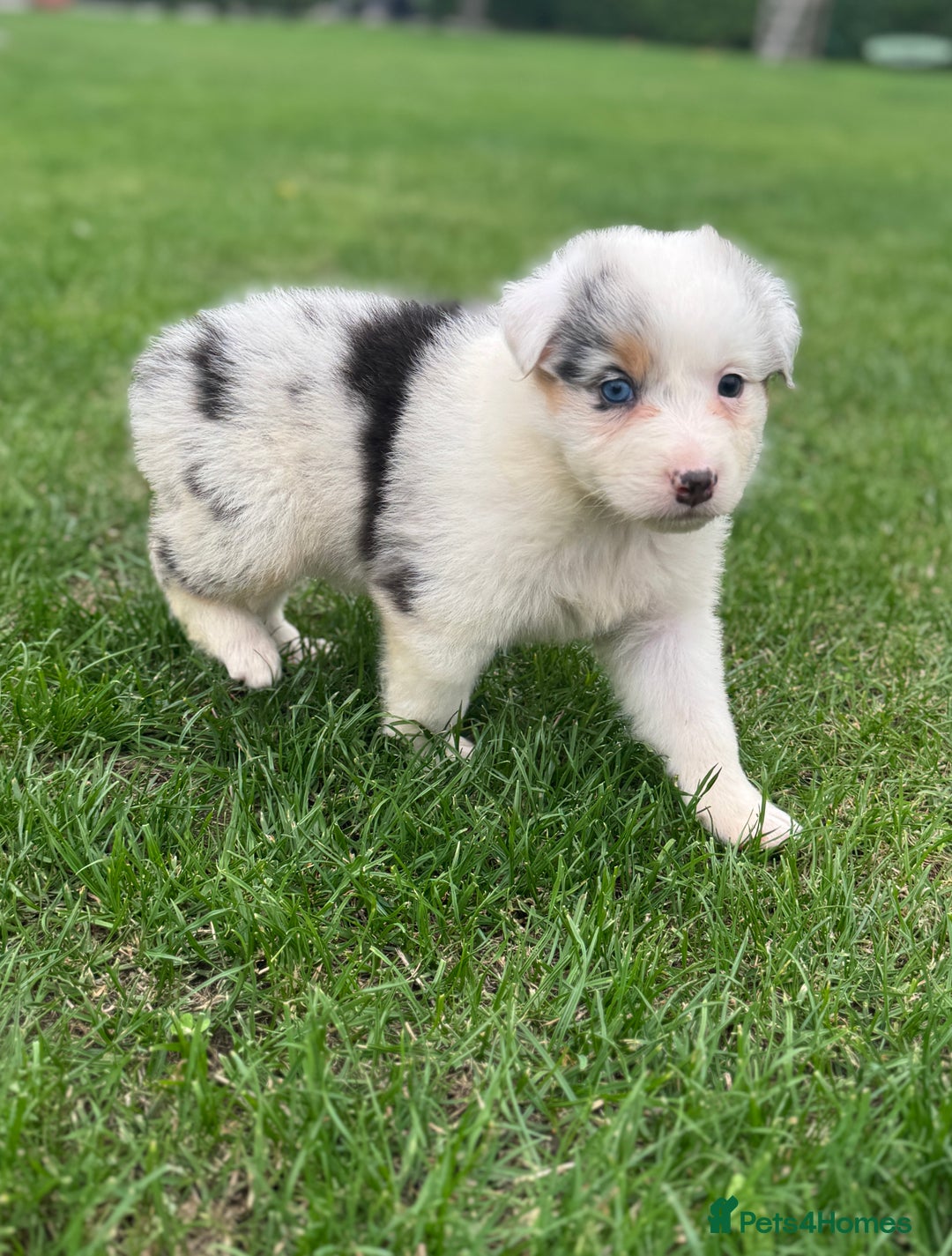 Australian Shepherd dogs for sale: 2 KC registered puppies remaining! Price drop  - Image 3