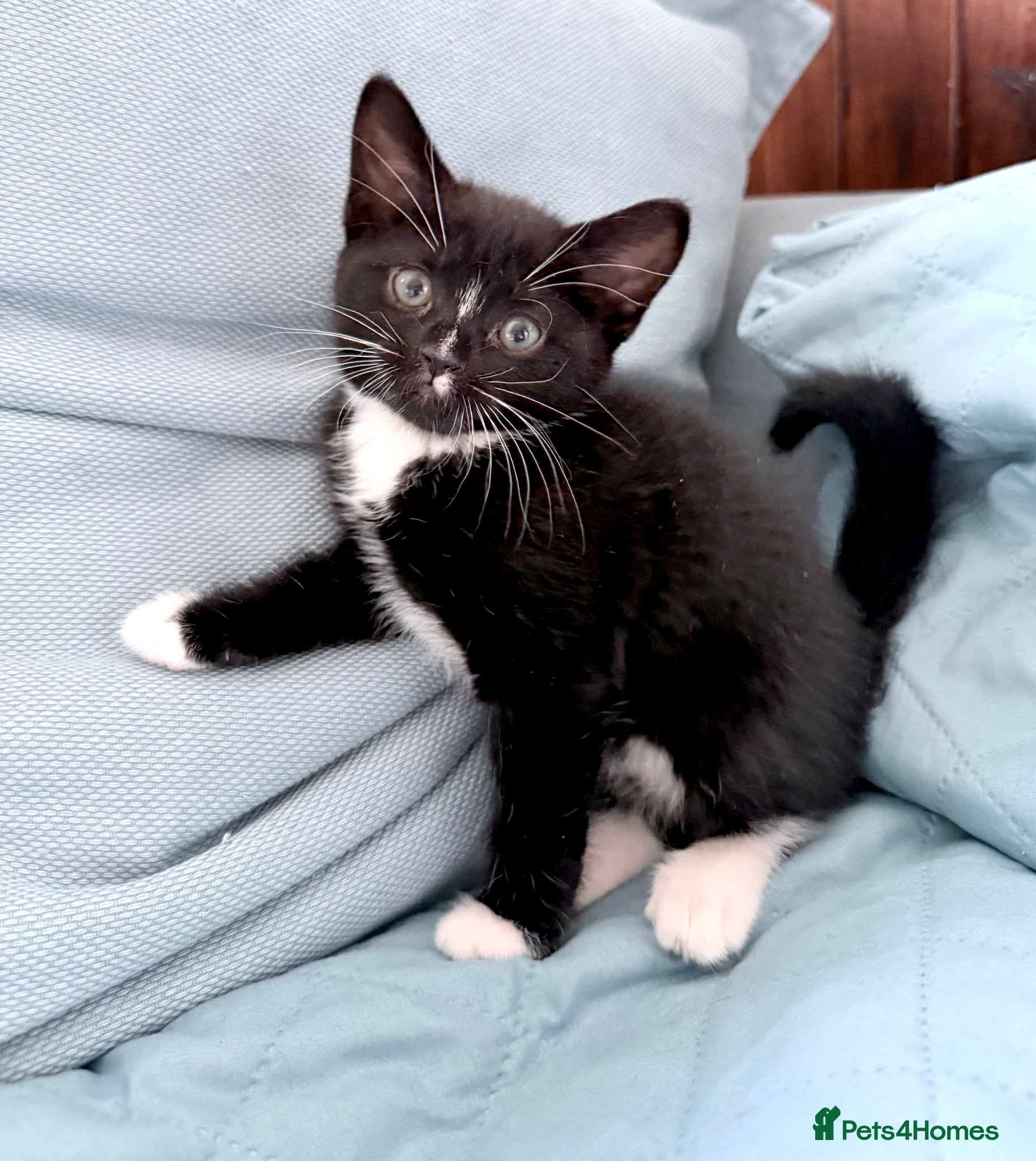 Mixed Breed cats Bombay cross Turkish Van kittens ready soon! - Advert 3