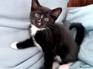 Mixed Breed cats Bombay cross Turkish Van kittens ready soon! - Advert 3