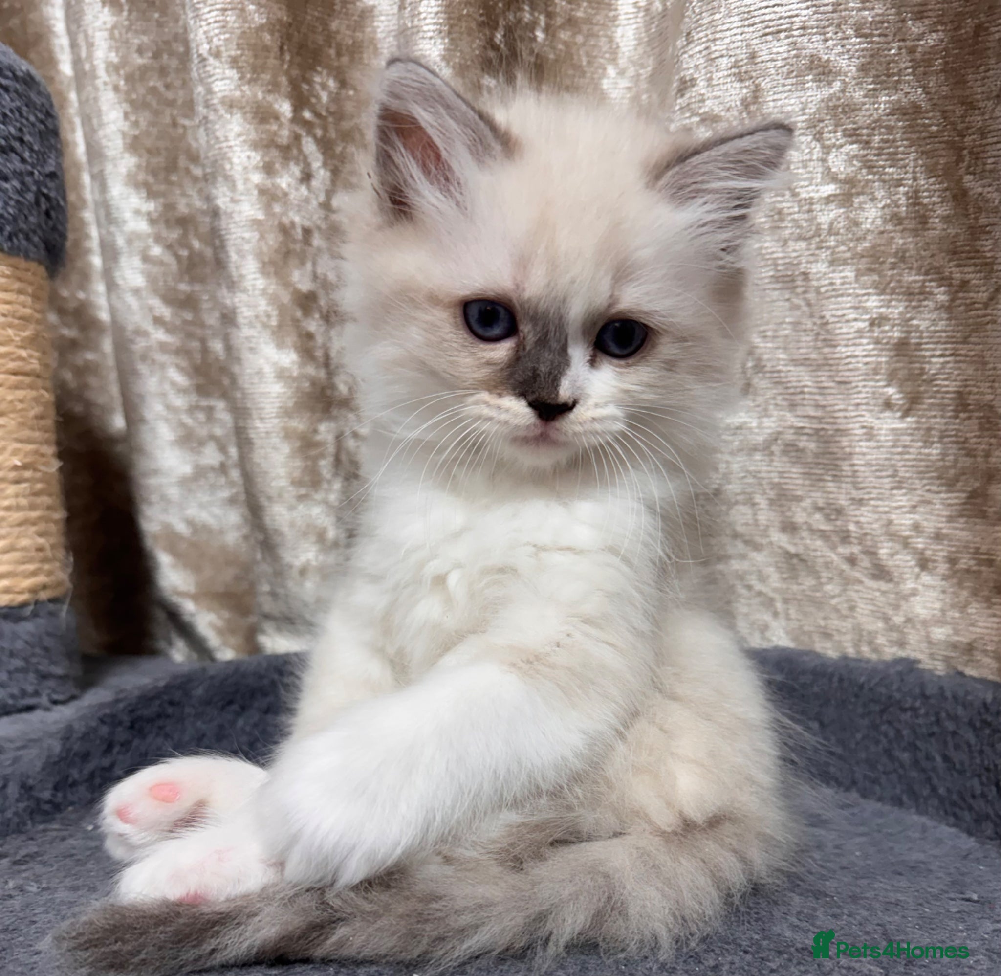 Ragdoll cats Purebred Ragdoll Kittens  - Advert 17