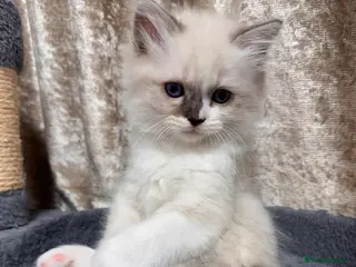 Ragdoll cats Purebred Ragdoll Kittens - Advert 17