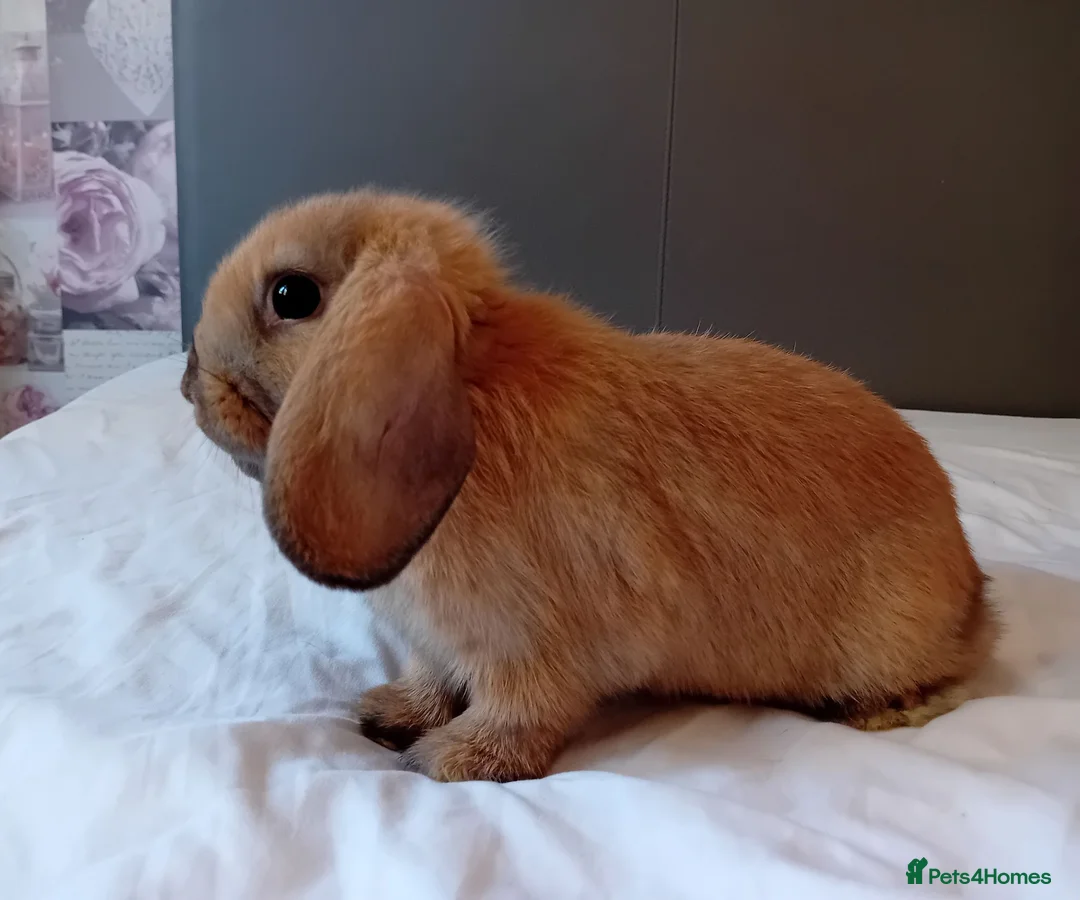 Mini Lop rabbits for sale: Female mini Lops 10 weeks  - Advert 2