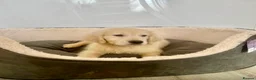 Golden Retriever dogs for sale: Stunning English cream golden retriever puppies - Advert 5