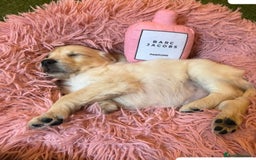 Golden Retriever dogs for sale: Adorable Golden Retriever Puppies  - Image 2