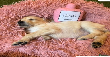 Golden Retriever dogs - Advert 4