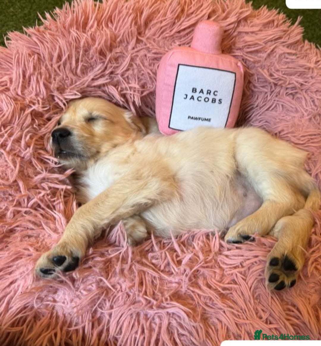 Golden Retriever dogs for sale: Adorable Golden Retriever Puppies  - Image 2