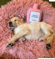 Golden Retriever dogs - Advert 1
