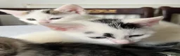 Mixed Breed cats for sale: 6 Lovely kittens for sale  - Advert 22
