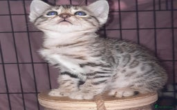 Bengal cats for sale: STUNNING GLITTER PELTED TICA REG BENGAL KITTENS - Image 17