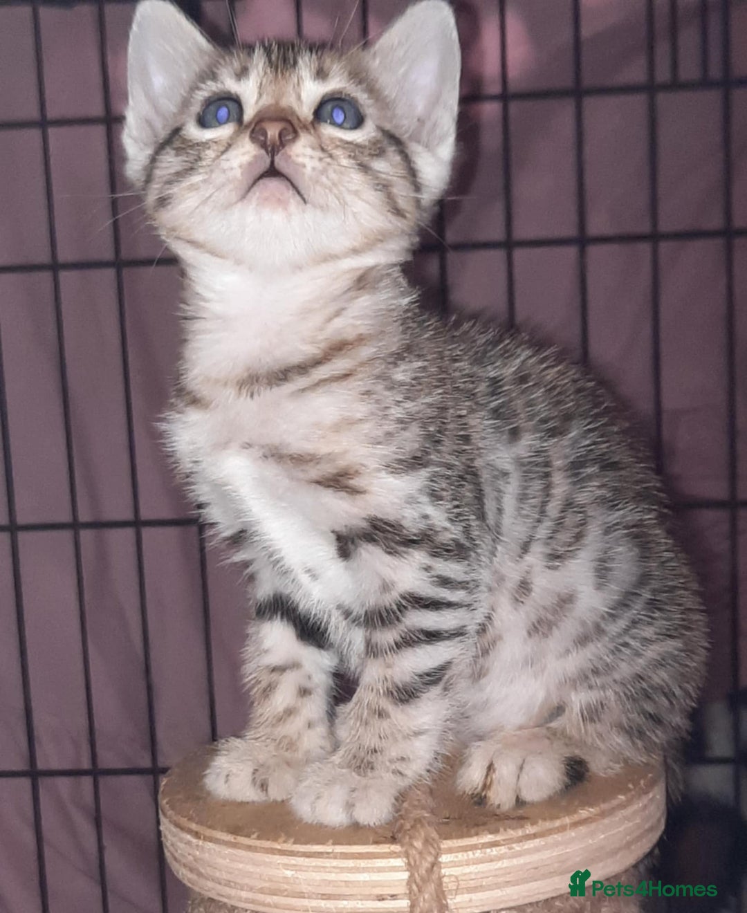 Bengal cats for sale: STUNNING GLITTER PELTED TICA REG BENGAL KITTENS - Image 17