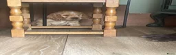 Cocker Spaniel dogs for sale: 🐶Health tested show cockers 🐕‍🦺🐾🐾🐾 - Advert 19