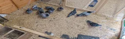 Pigeons birds for sale: Racing pigeons  - Advert 2