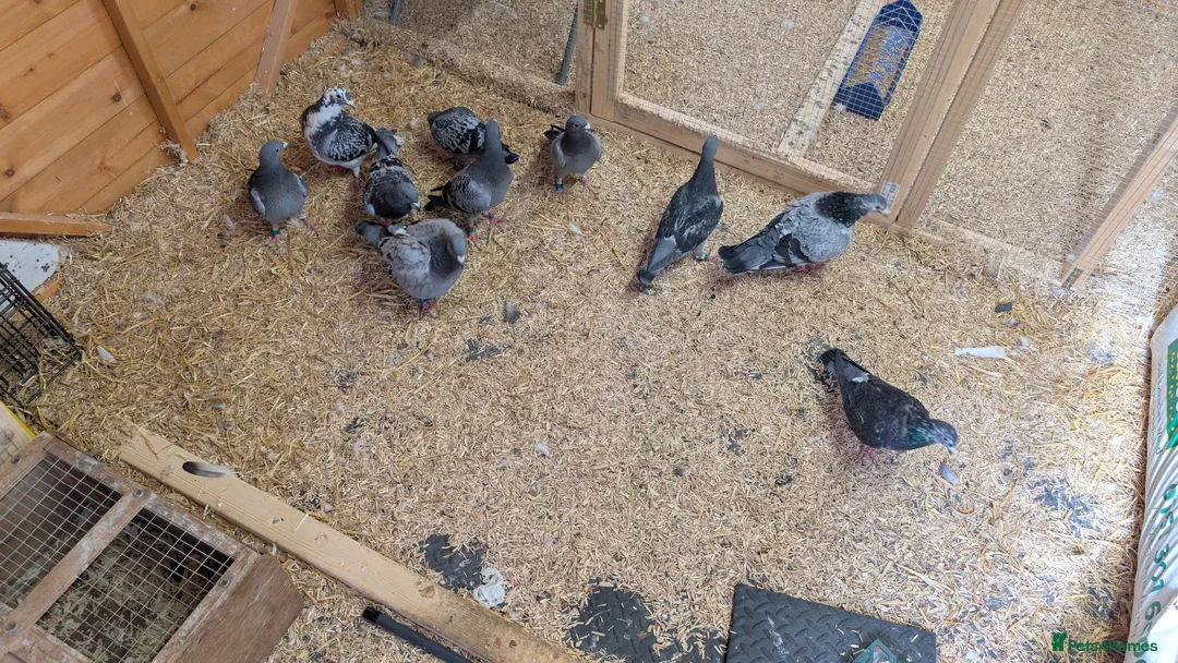 Pigeons birds for sale: Racing pigeons  - Advert 2
