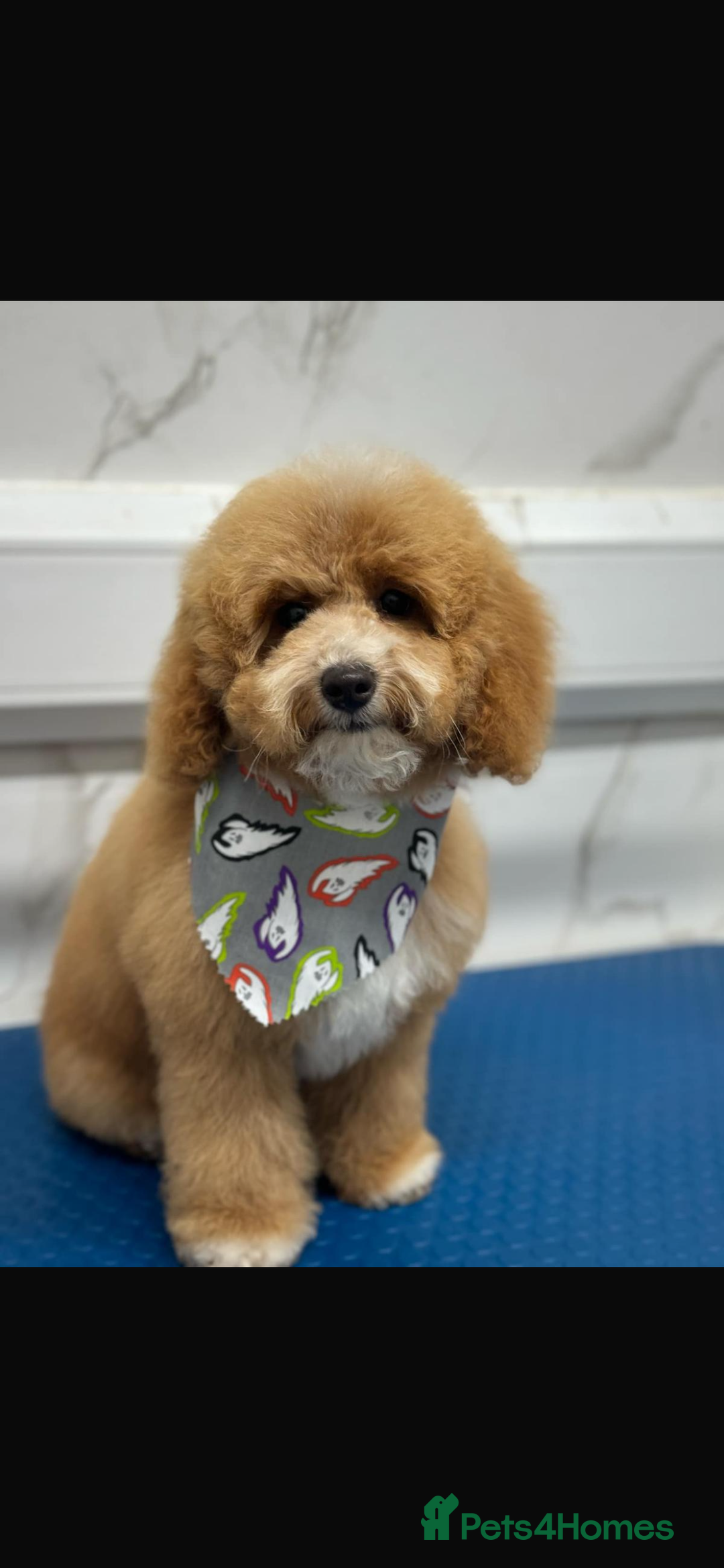 Cockapoo dogs for sale: F1b cockapoo puppies.  - Image 10