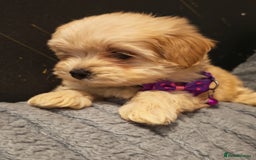Maltipoo dogs for sale: Miniature Maltipoo Ready to Go - Image 18