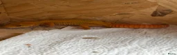 Gecko reptiles for sale: Mandarin leopard ghecko - Advert 2