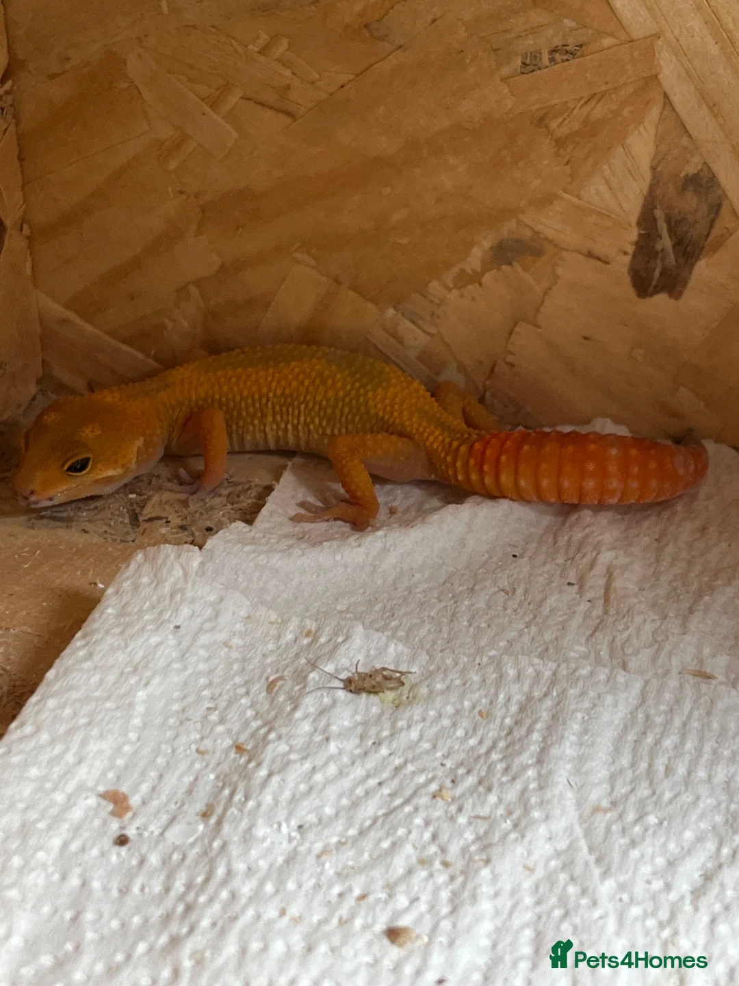 Gecko reptiles for sale: Mandarin leopard ghecko - Advert 2