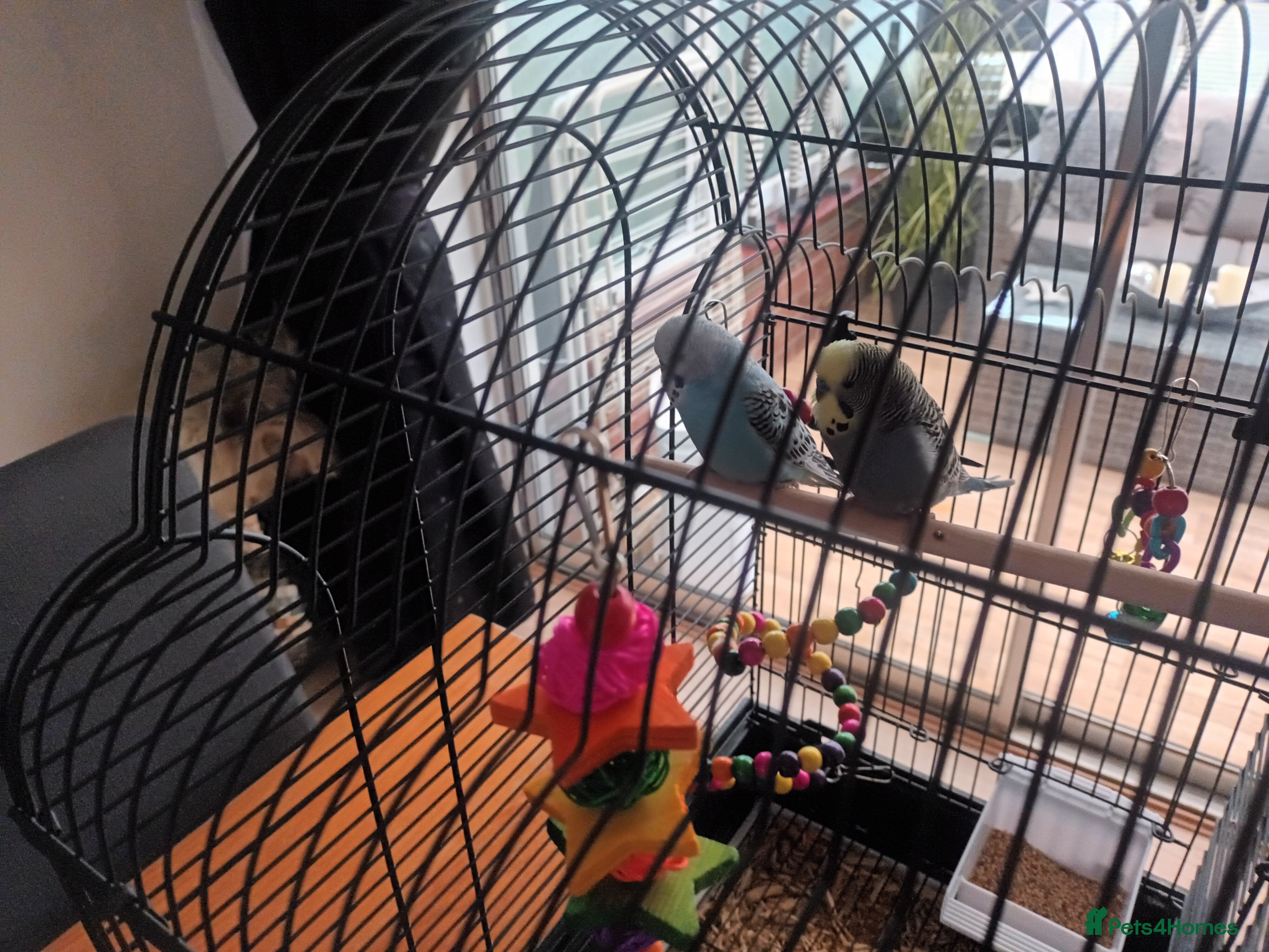 Budgerigars birds Pair of Male Budgies - Advert 1