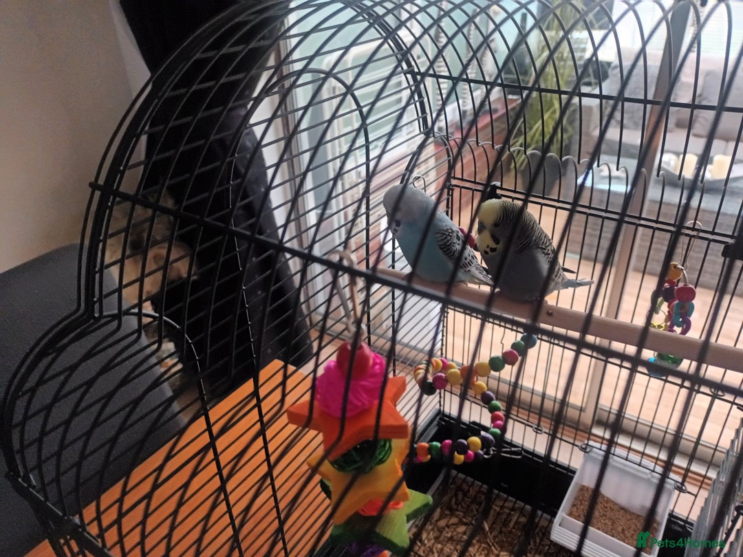 Budgerigars birds for sale: Pair of Male Budgies - Advert 1