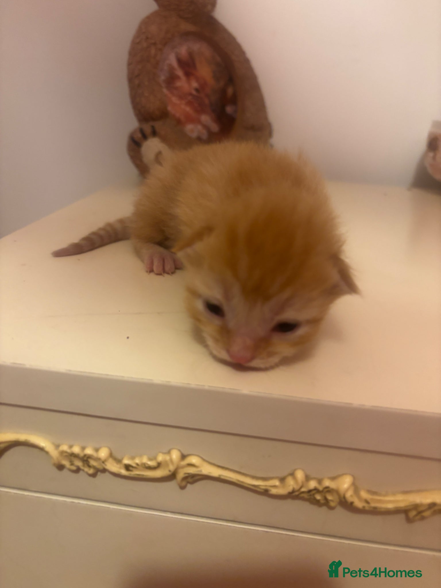 Mixed Breed cats Half ragdoll kittens for sale  - Advert 1