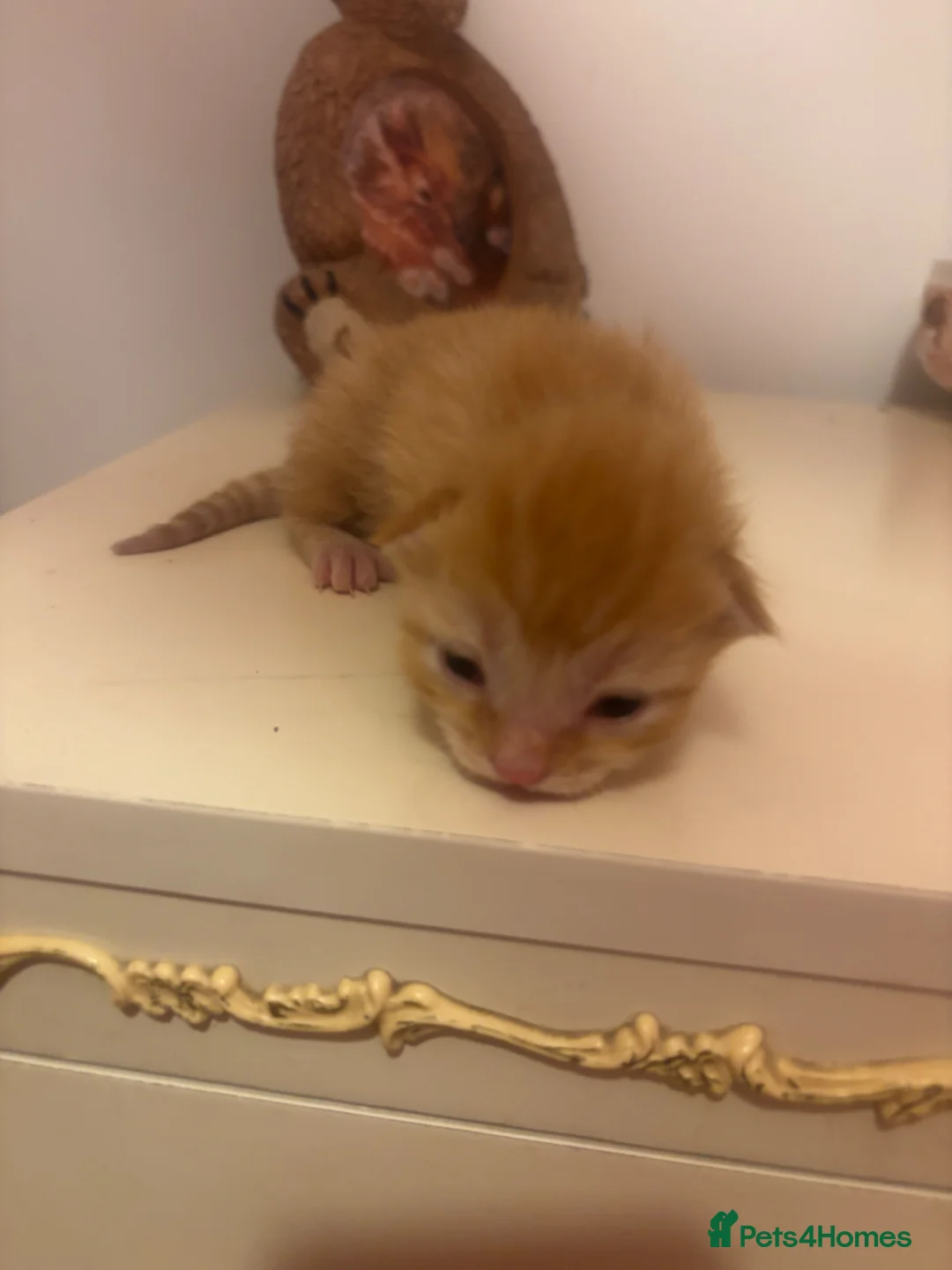 Mixed Breed cats for sale: Half ragdoll kittens for sale  - Advert 1