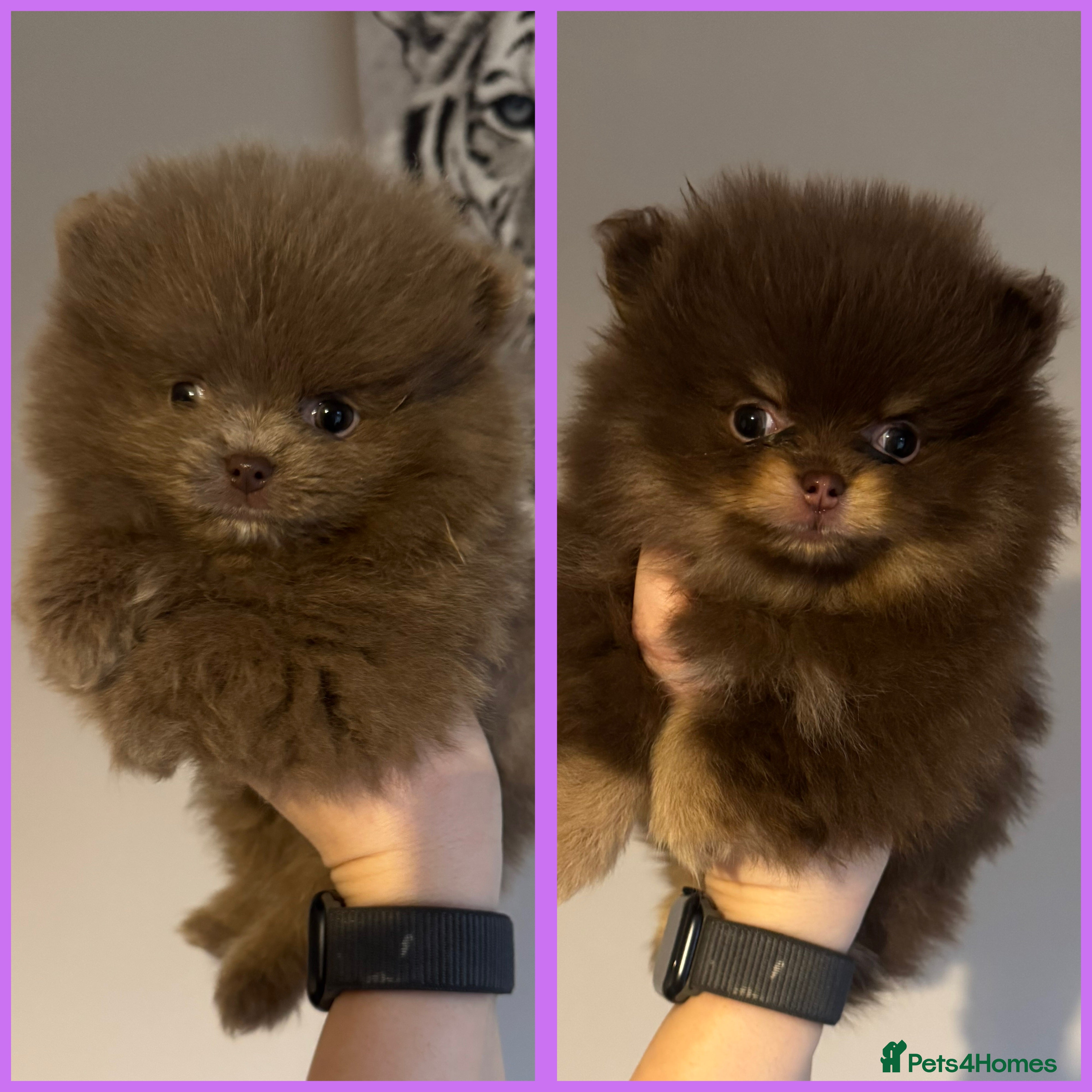 Pomeranian dogs Ready now 2 girls available  - Advert 7