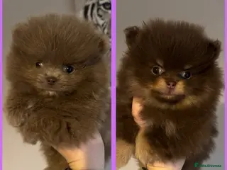 Pomeranian dogs Ready now 2 girls available - Advert 7