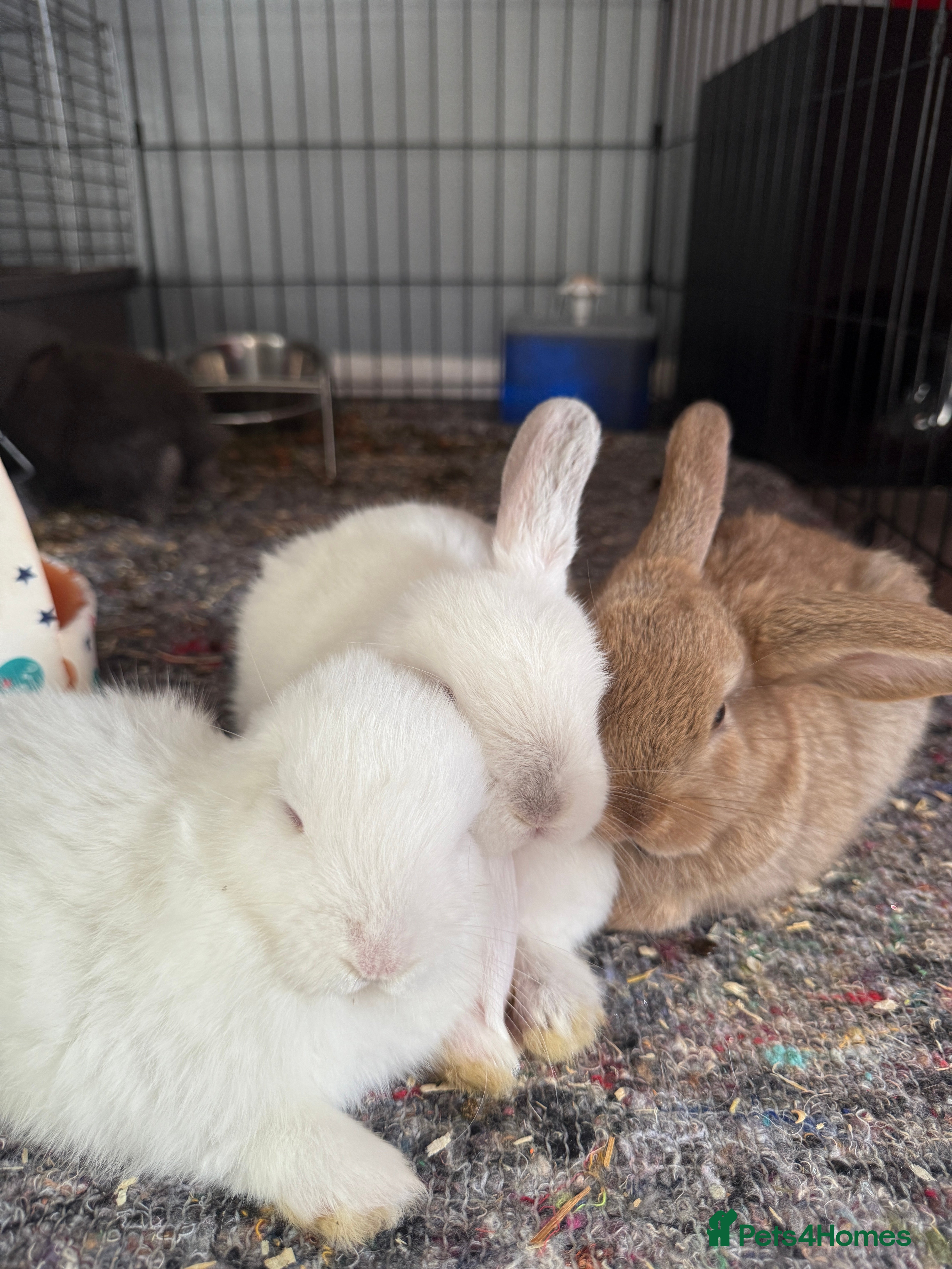 Mini Lop rabbits Mini French Lop Bunnies - Advert 1