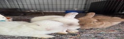 Mini Lop rabbits for sale: Mini French Lop Bunnies - Advert 1