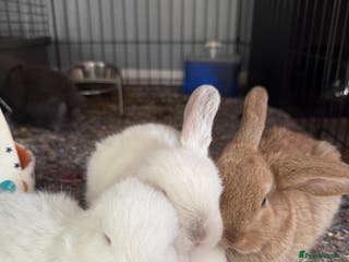 Mini Lop rabbits Mini French Lop Bunnies - Advert 3